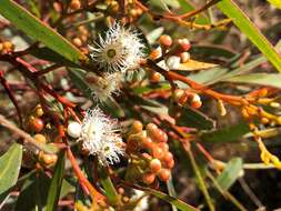 Sivun Eucalyptus gracilis F. Müll. kuva