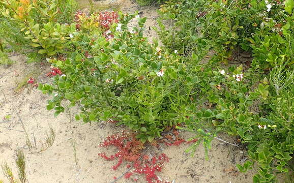 Image of Carissa bispinosa var. bispinosa