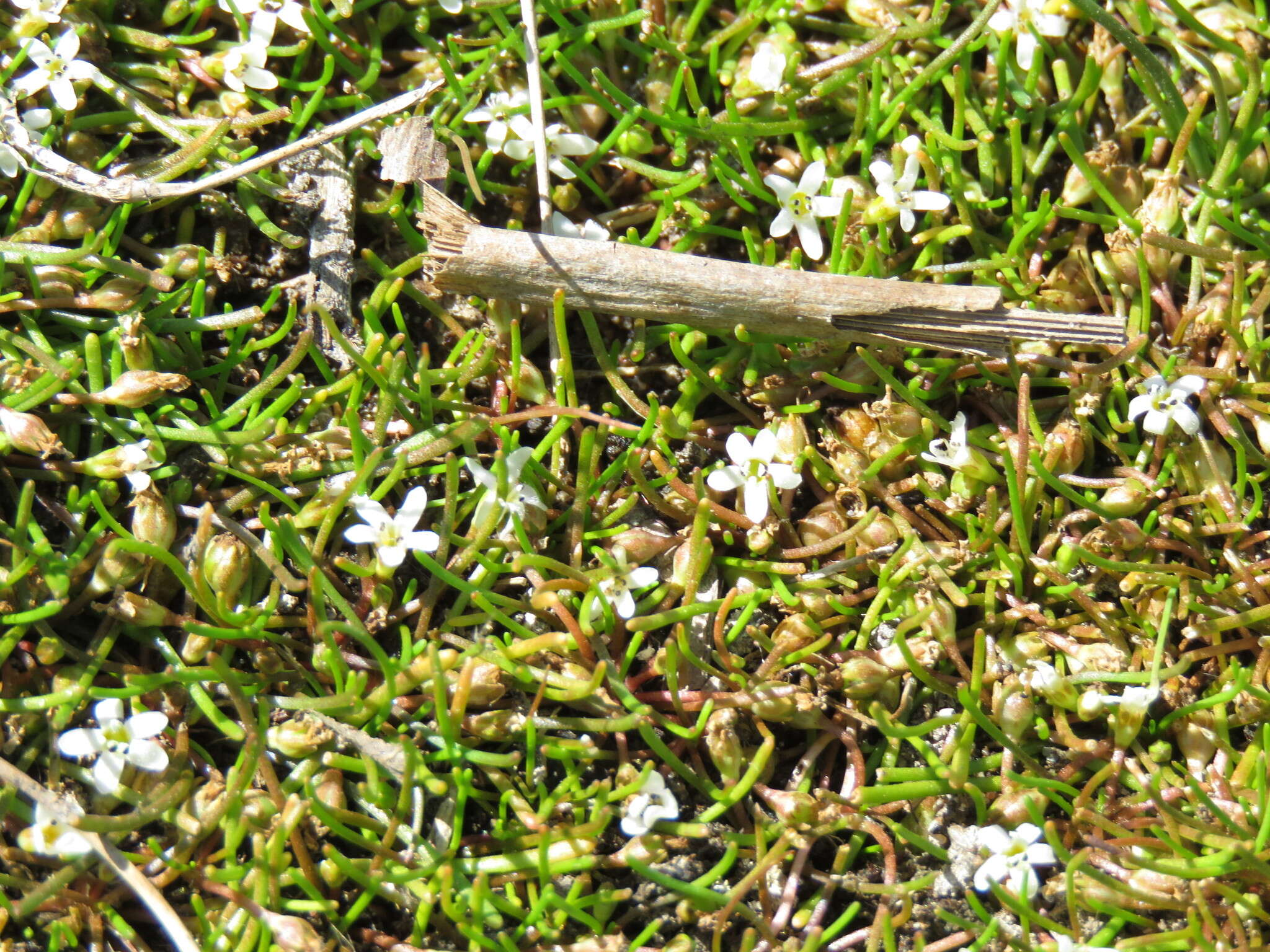 Image of Welsh mudwort