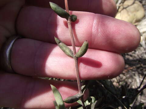 Image of Crassula mollis Thunb.