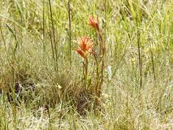 Слика од Castilleja wootonii Standley