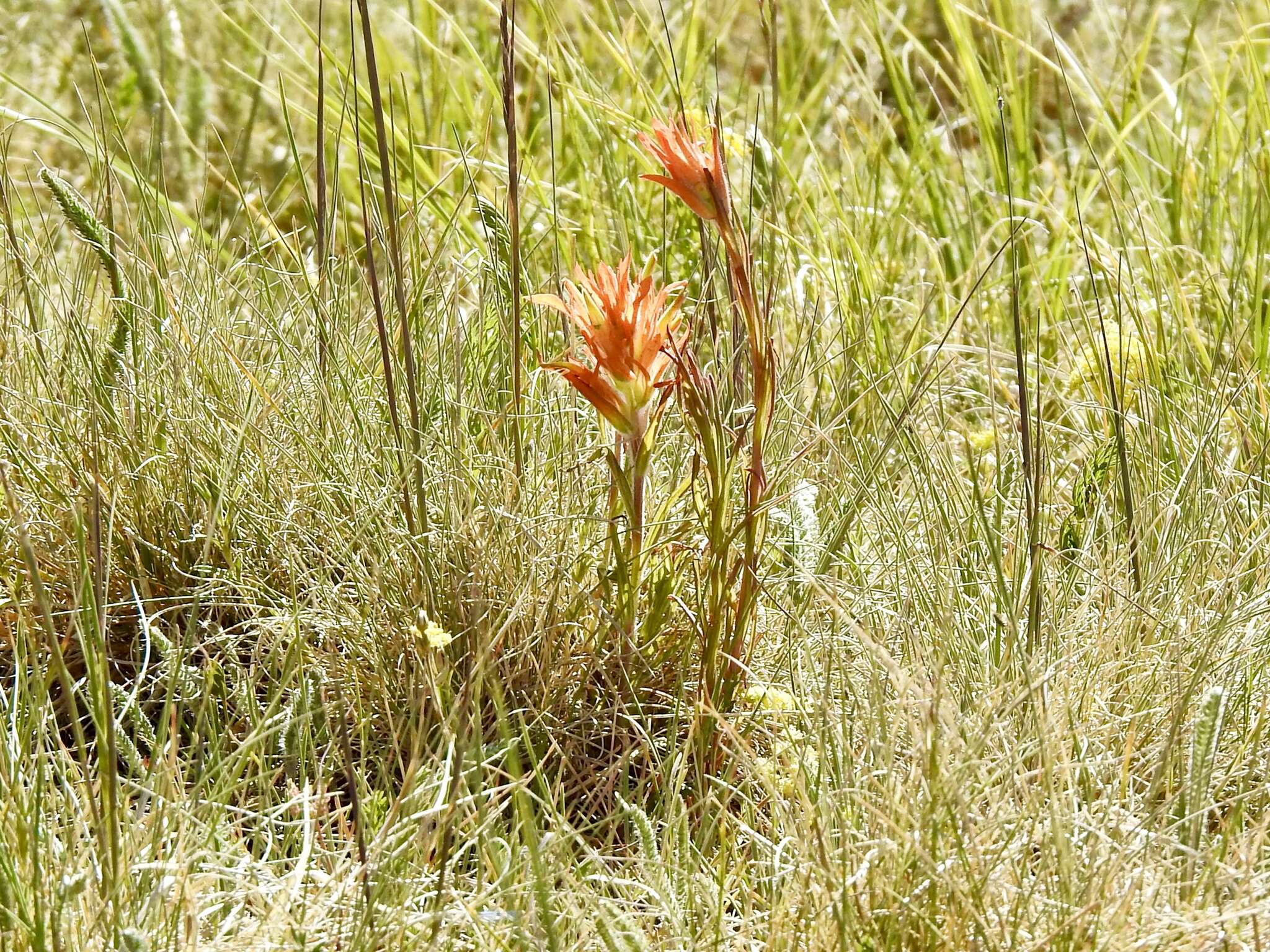 Image of Sacramento Mountain Indian paintbrush