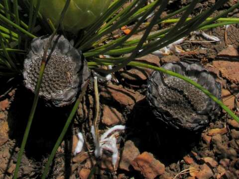 Image of Protea lorea R. Br.