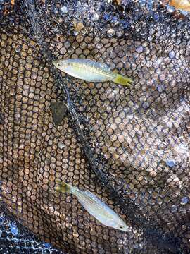 Image of Checkered rainbowfish