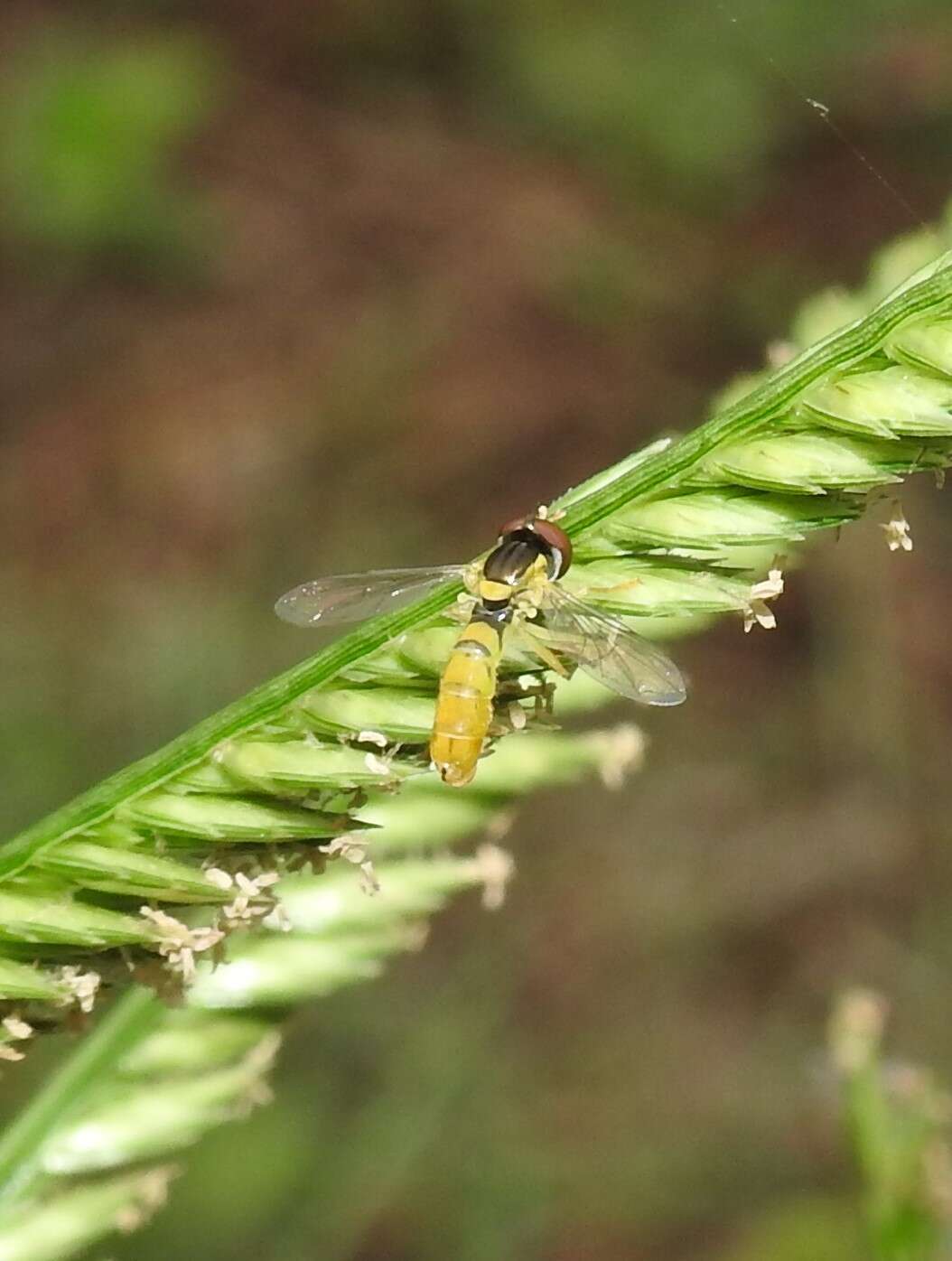 Image of Sphaerophoria macrogaster (Thomson 1869)