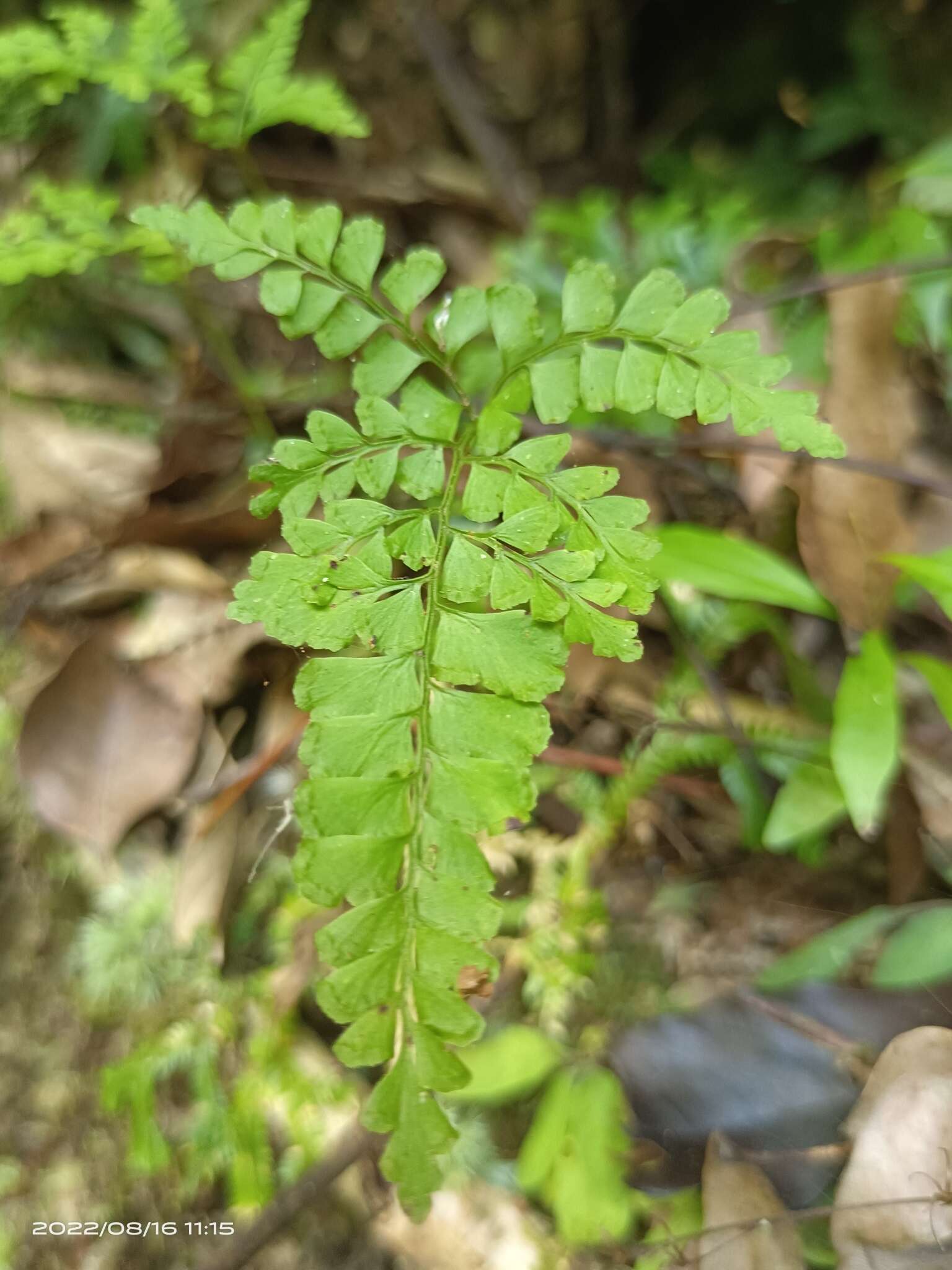 Image of Lindsaea chienii Ching