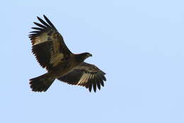 Image of Band-tailed Fish-eagle