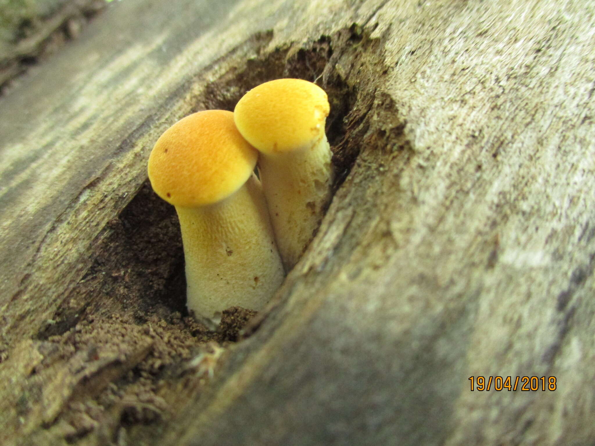 Image of Neolentinus cyathiformis (Schaeff.) Della Maggiora & Trassin. 2014