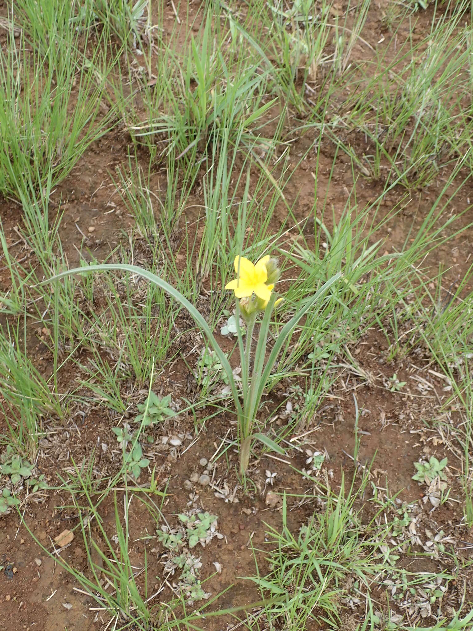 Image of Hypoxis rigidula Baker