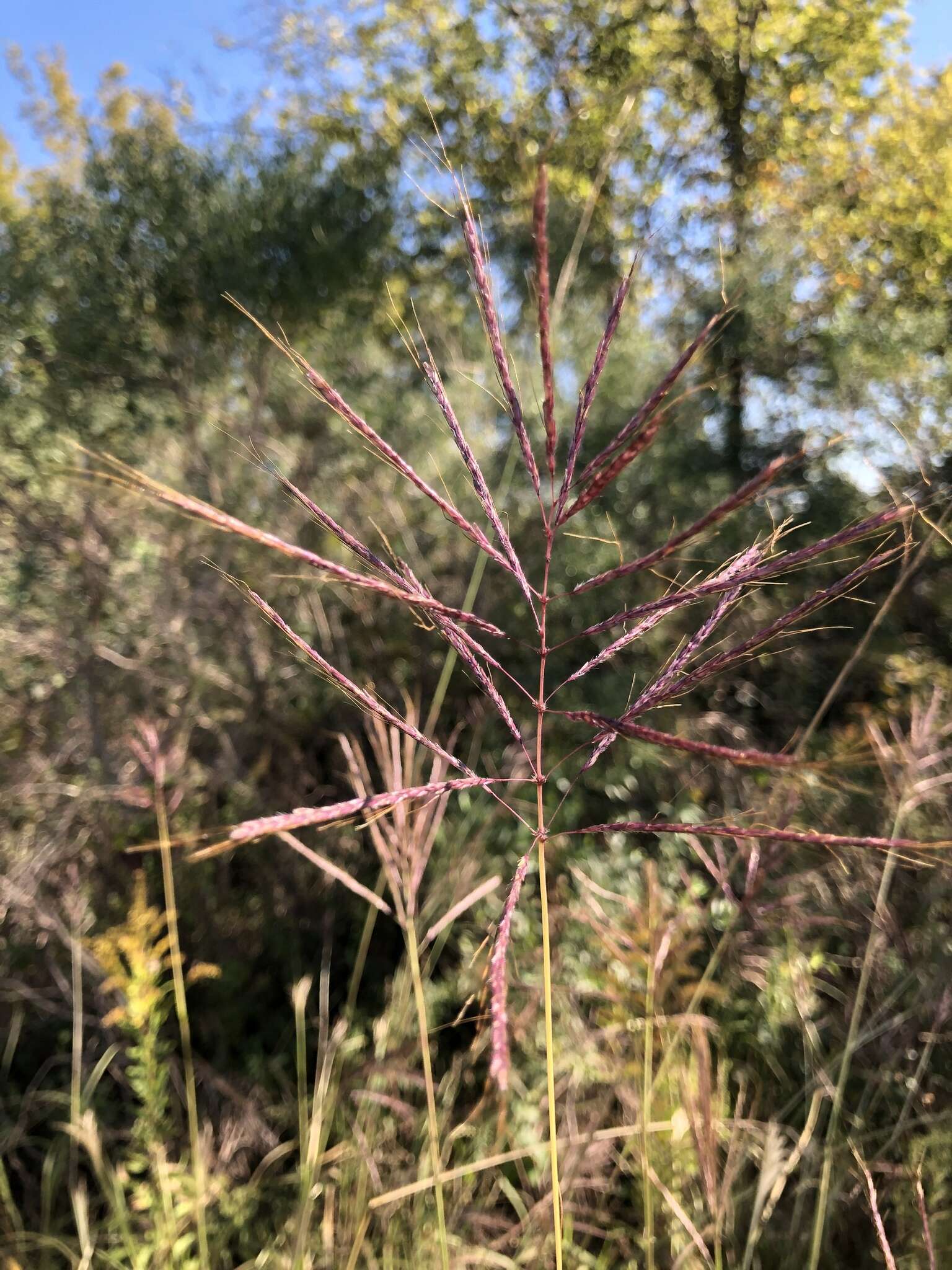 صورة Bothriochloa bladhii (Retz.) S. T. Blake