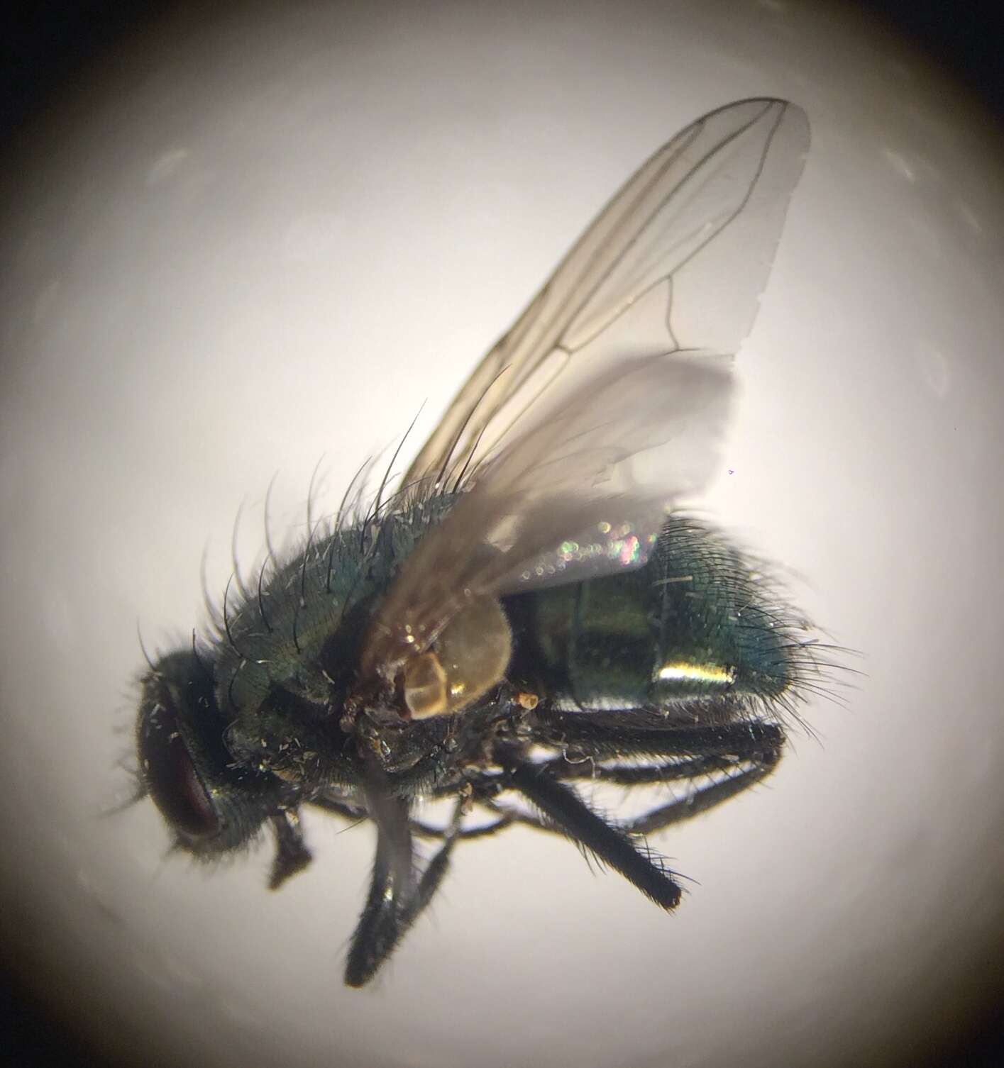 Eudasyphora cyanella (Meigen 1826) resmi