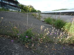 Plancia ëd Centaurea borysthenica Gruner