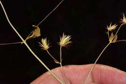 Image of Brickellia subuligera (Schau.) B. L. Turner