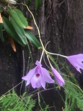 Plancia ëd Laelia rubescens Lindl.