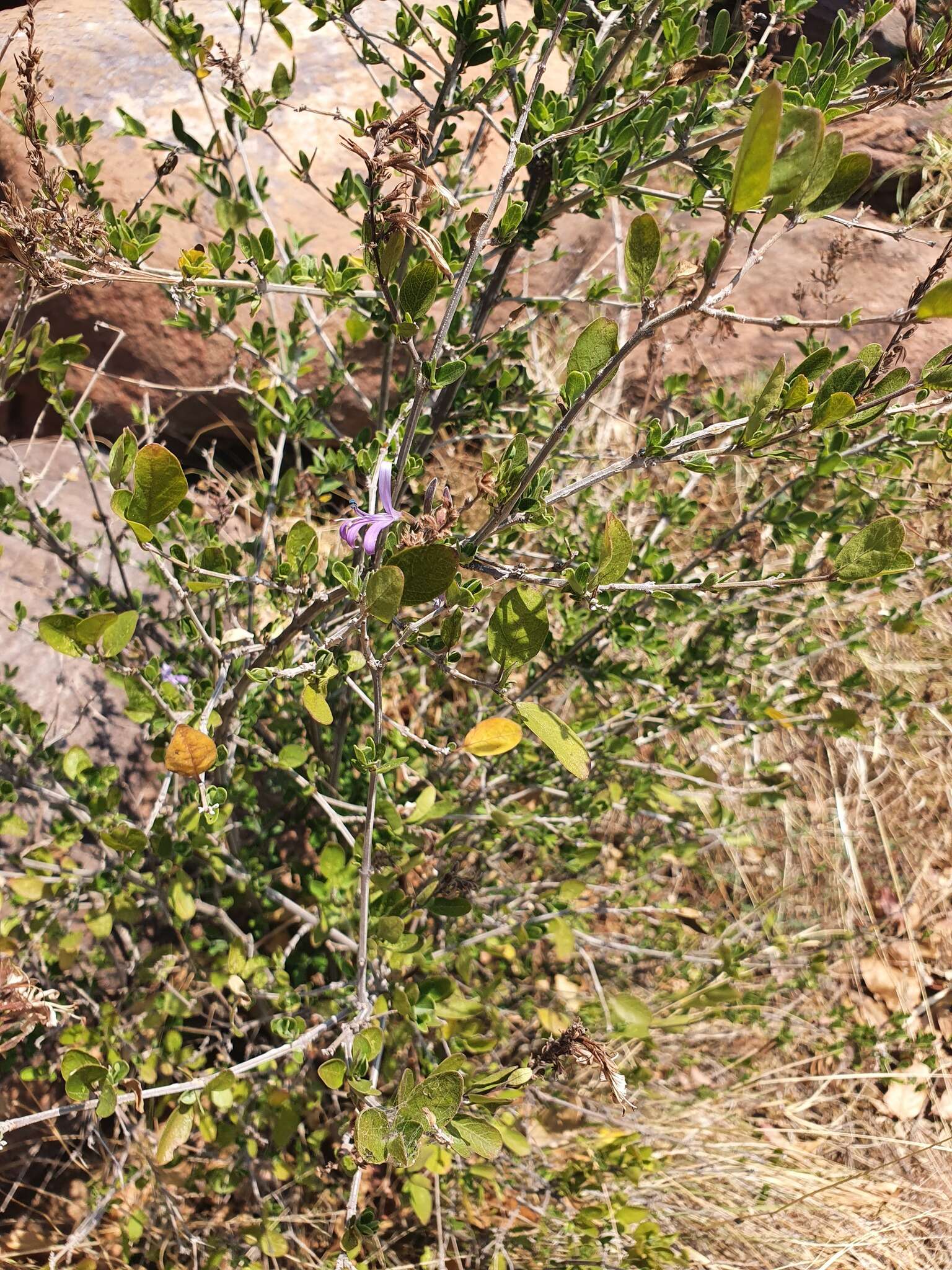 Image of Chorisochora transvaalensis (A. Meeuse) K. Vollesen