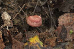 Image of Lactarius spinosulus Quél. & Le Bret. 1880