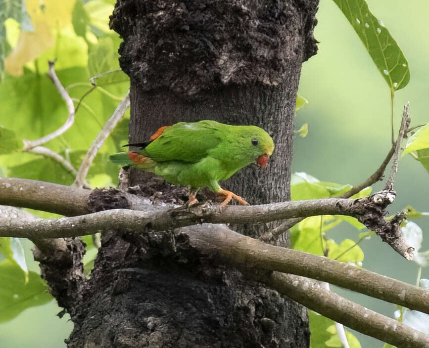 Imagem de Loriculus philippensis regulus Souancé 1856