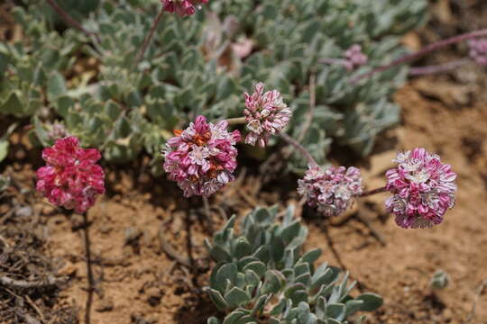 Image of cushion buckwheat