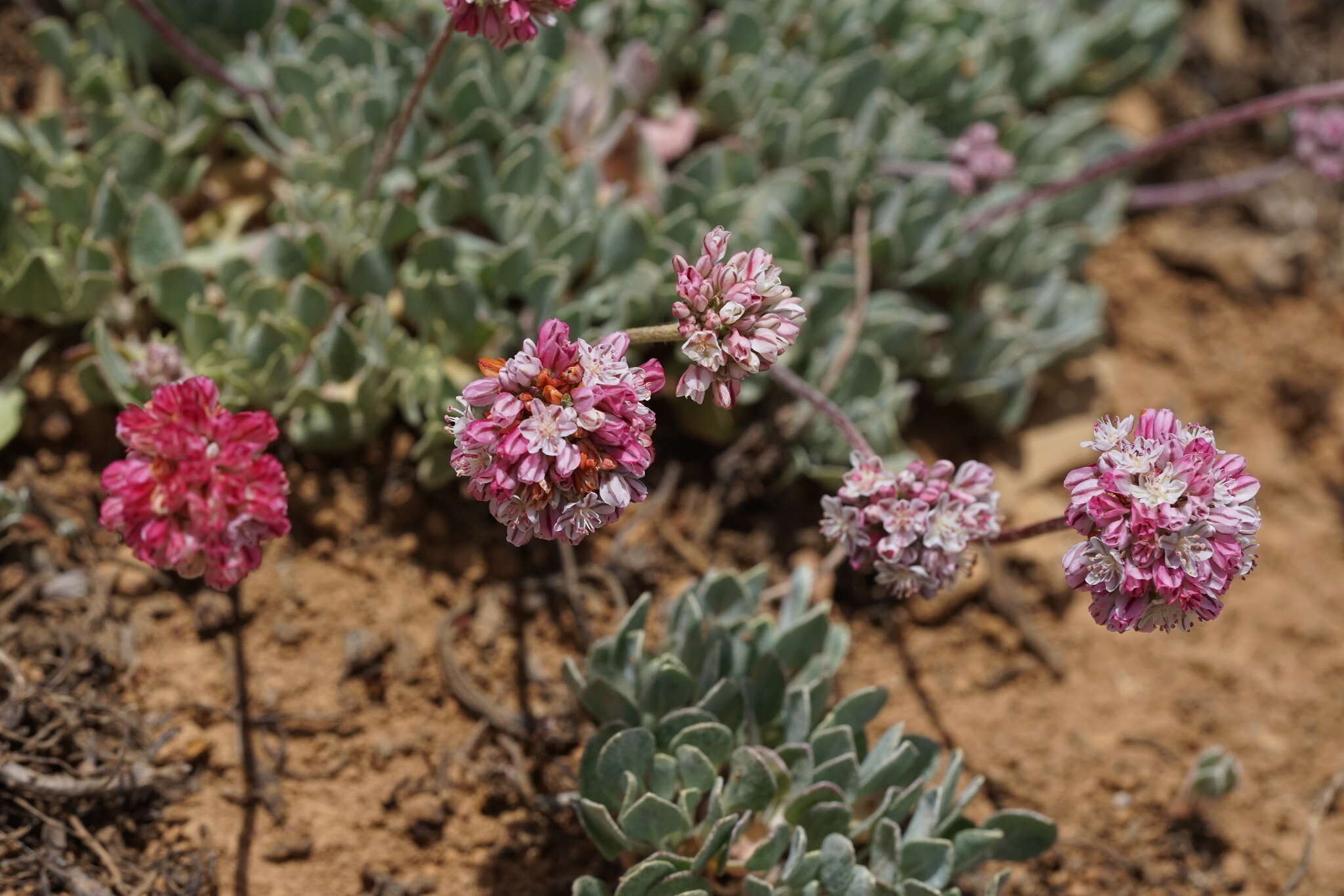 Image of cushion buckwheat