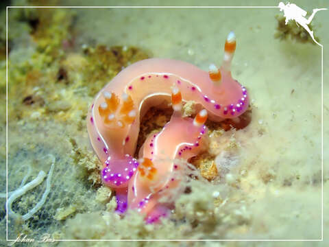 Image of Thorunna australis (Risbec 1928)