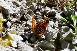 Image of Speyeria coronis carolae Dos Passos & Grey 1942