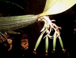 Image of Scaphyglottis lindeniana (A. Rich. & Galeotti) L. O. Williams