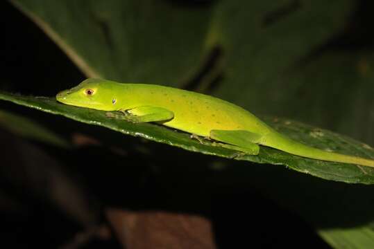 Image of Choco Anole