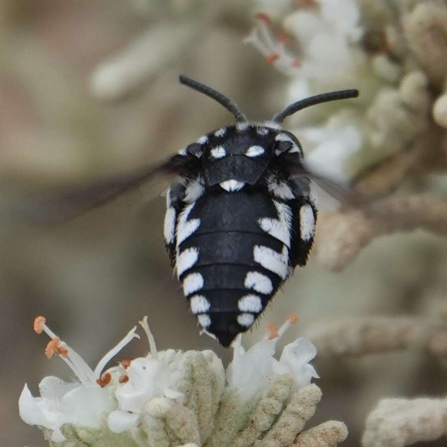 Image of Thyreus histrionicus (Illiger 1806)