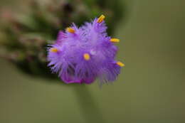 Image of Cyanotis robusta Oberm.