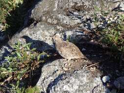 Image of Dusky Grouse