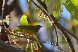 Leiothlypis ruficapilla (Wilson & A 1811) resmi