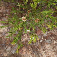 Sivun Asteromyrtus lysicephala (F. Müll. & F. M. Bail.) L. A. Craven kuva