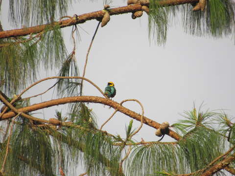 Image of Saffron-crowned Tanager