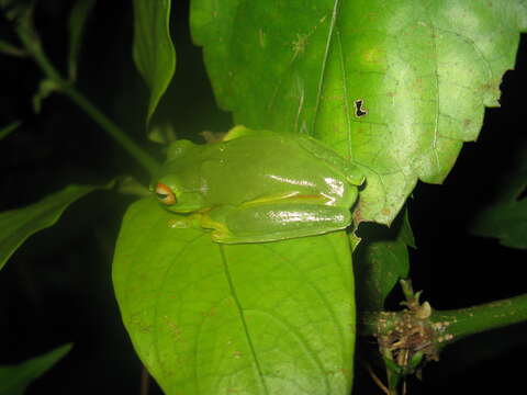 Ranoidea xanthomera (Davies, McDonald & Adams 1986)的圖片