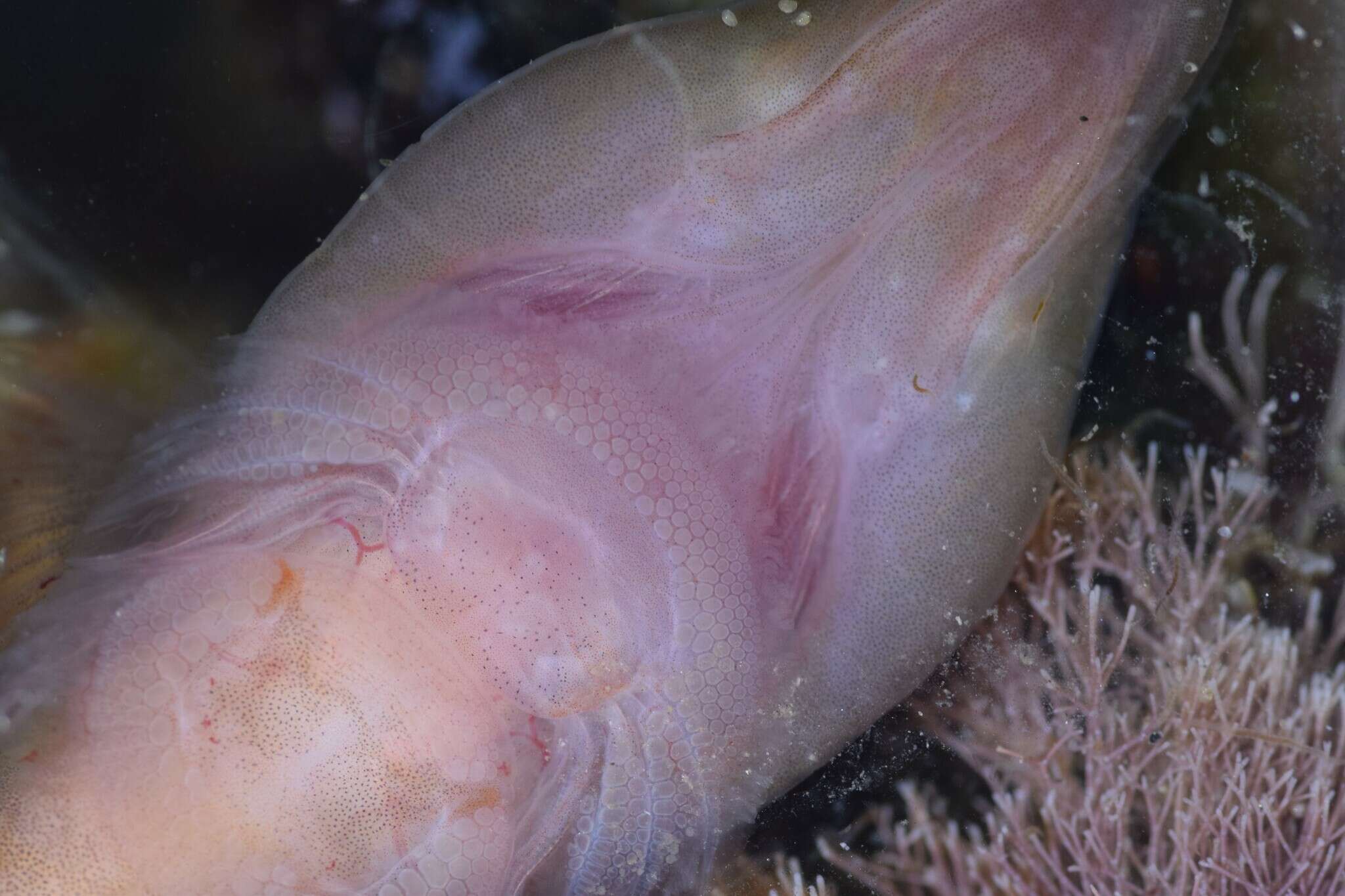 Image of Cornish Sucker