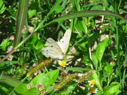 Слика од Anartia jatrophae luteipicta Fruhstorfer 1907