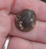 Image of blue-rayed limpet