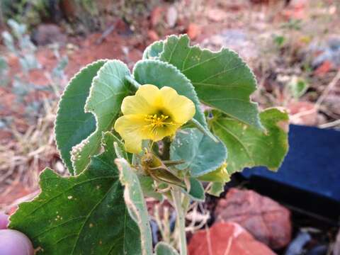 Imagem de Abutilon leucopetalum (F. Müll.) Benth.