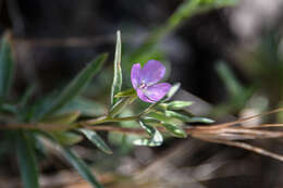 Imagem de Clarkia affinis H. & M. Lewis