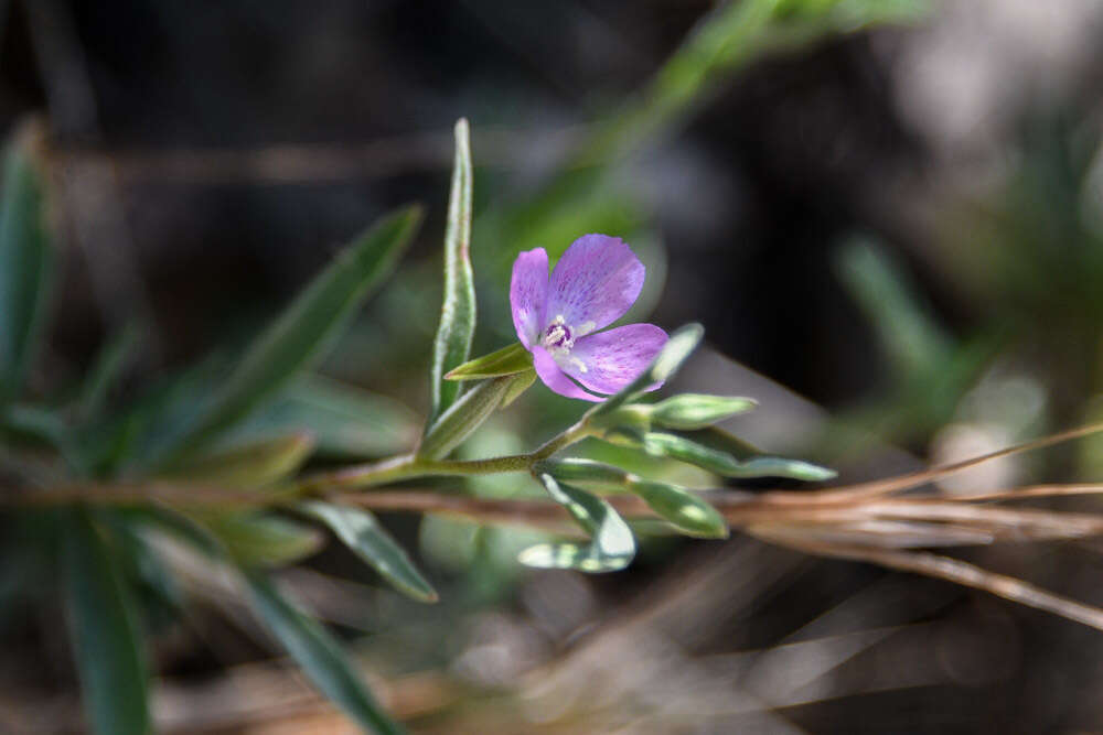 Image of chaparral clarkia