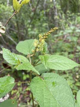 Image of Croton adspersus Benth.