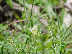 Image of Anthocharis limonea (Butler 1871)