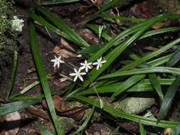 Image of Hypoxis nivea Y. Singh