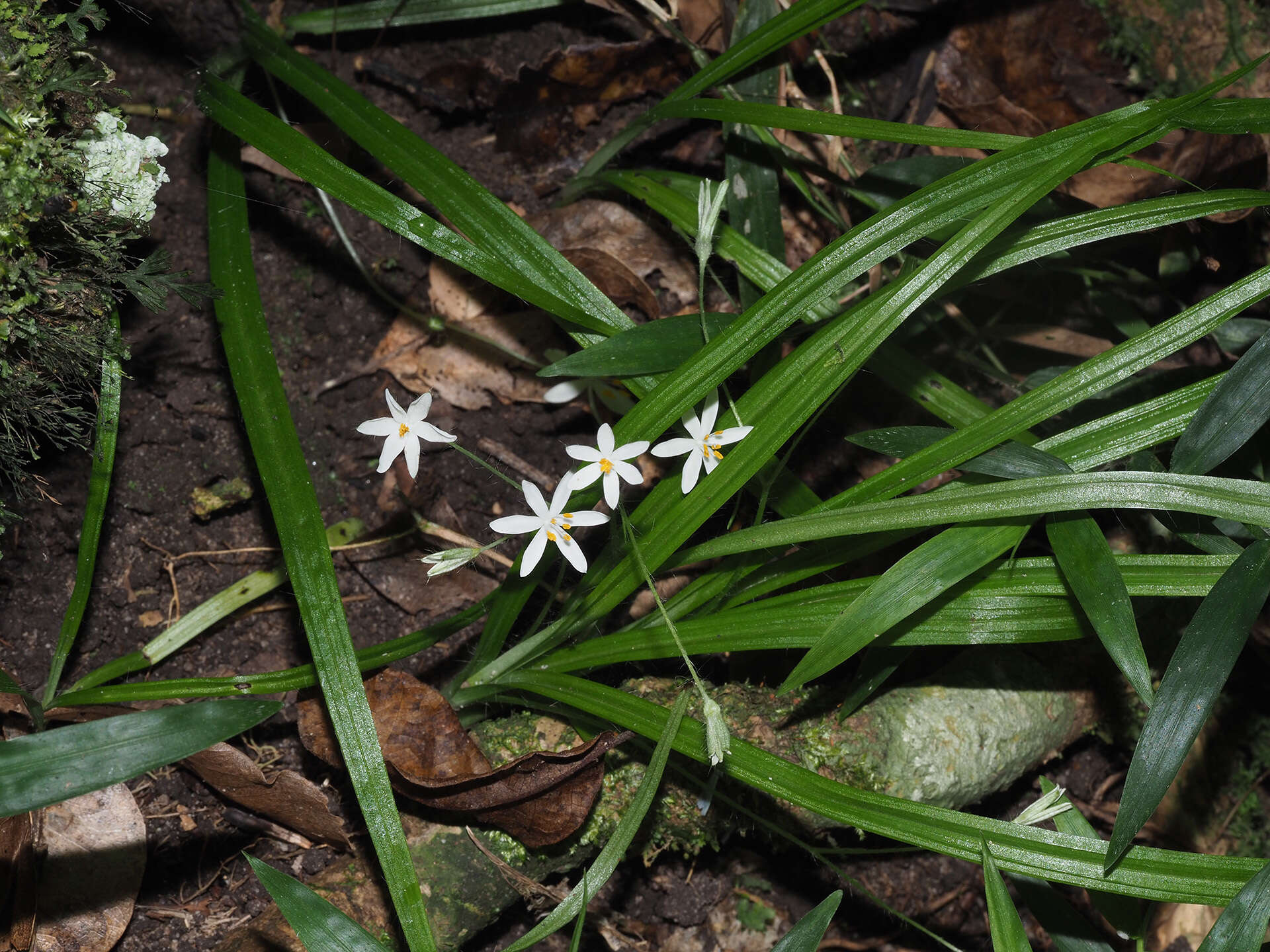 Image of Hypoxis nivea Y. Singh