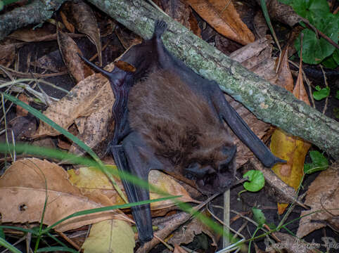 Image of dwarf bonneted bat