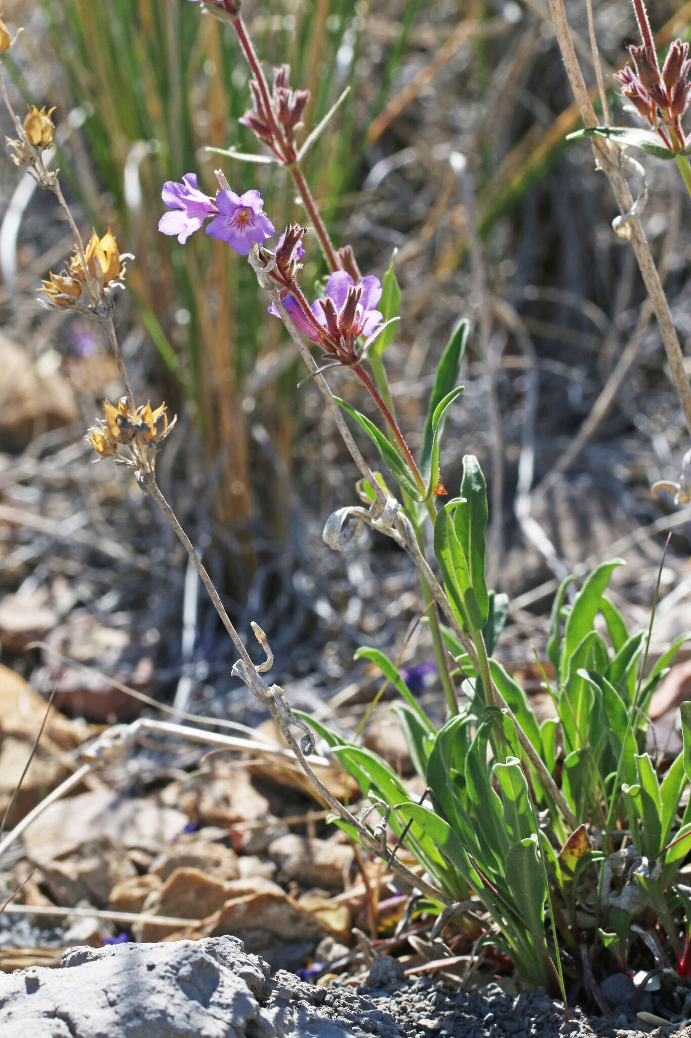 Image of Marcus' beardtongue