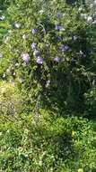 Image of Hibiscus huegelii Endl.