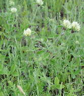 Image of Trifolium caucasicum Tausch