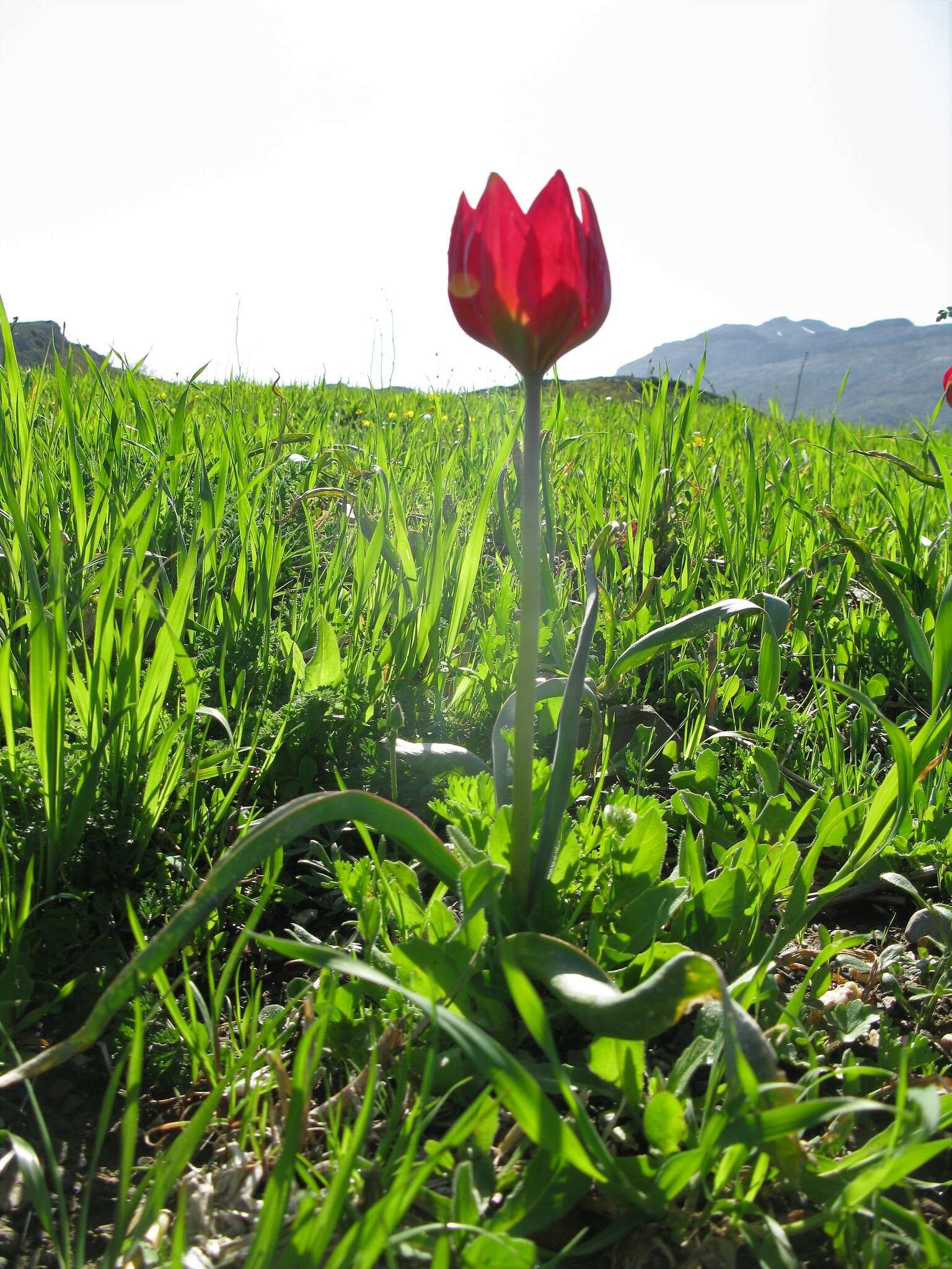 Image de Tulipa orphanidea Boiss. ex Heldr.