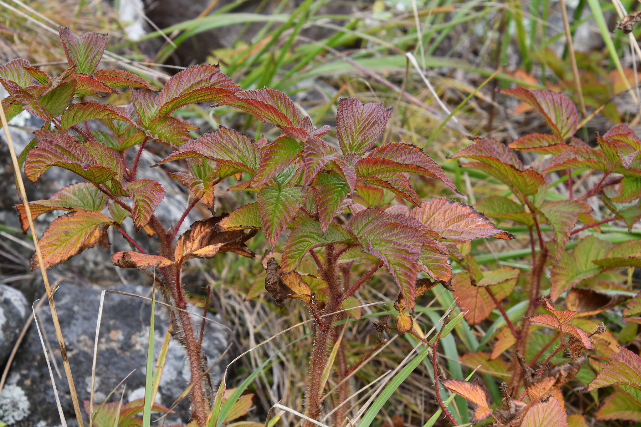 Image of Rubus melanolasius (Dieck) Focke